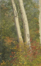 Birch Trees in Autumn